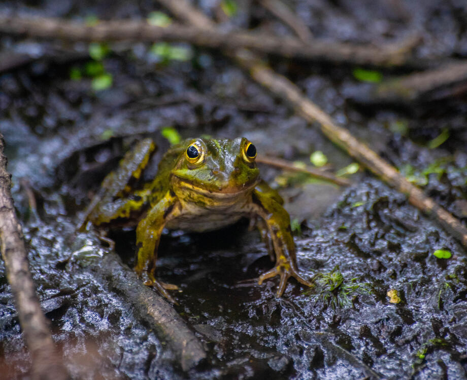 Ein Frosch sitzt auf nasser Erde, Nahaufnahme
