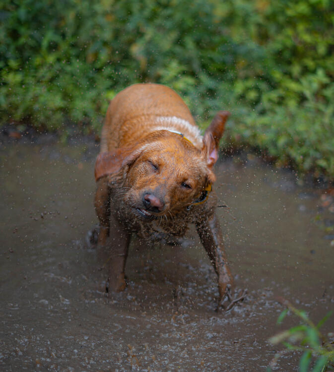 Eine Fotografie eines Hundes der schüttelt, nachdem er im Schlamm gespielt hat.