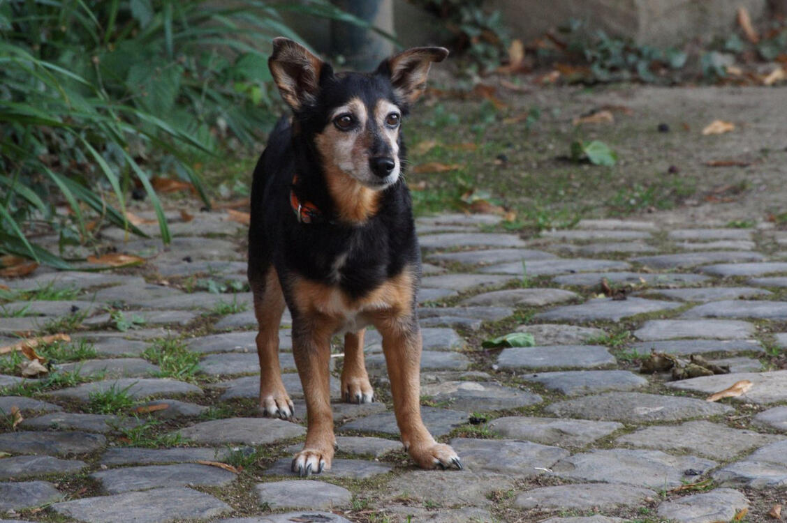 Foto eines kleinen Hundes, der auf Pflastersteinen steht.
