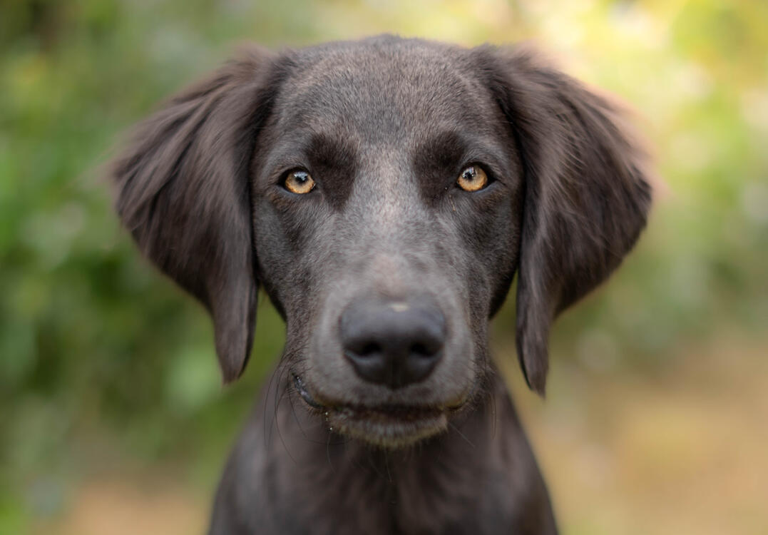 Langhaarweimaraner