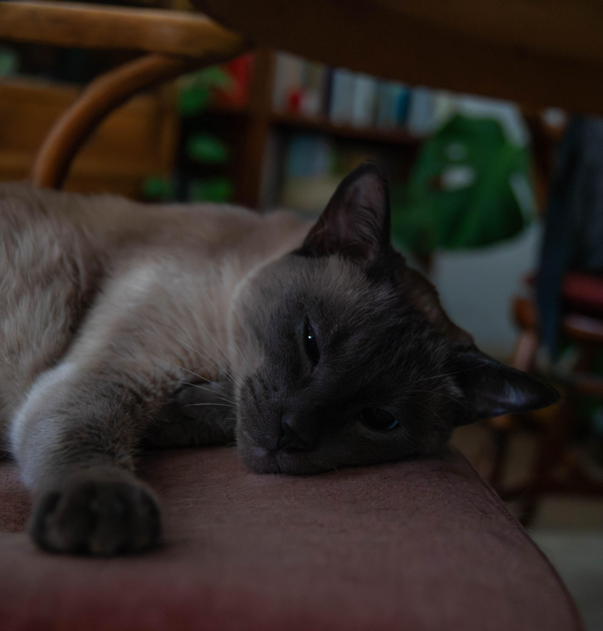 Fotografie einer dösenden Katze