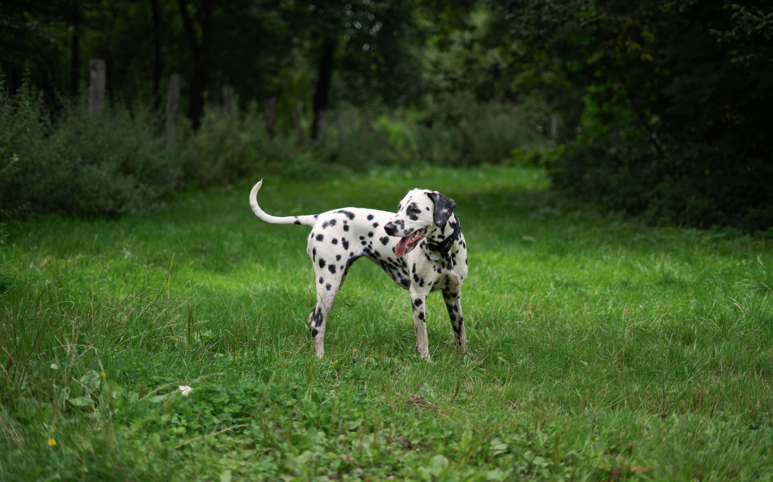 Eine Fotografie eines Dalmatiners auf einer Wiese