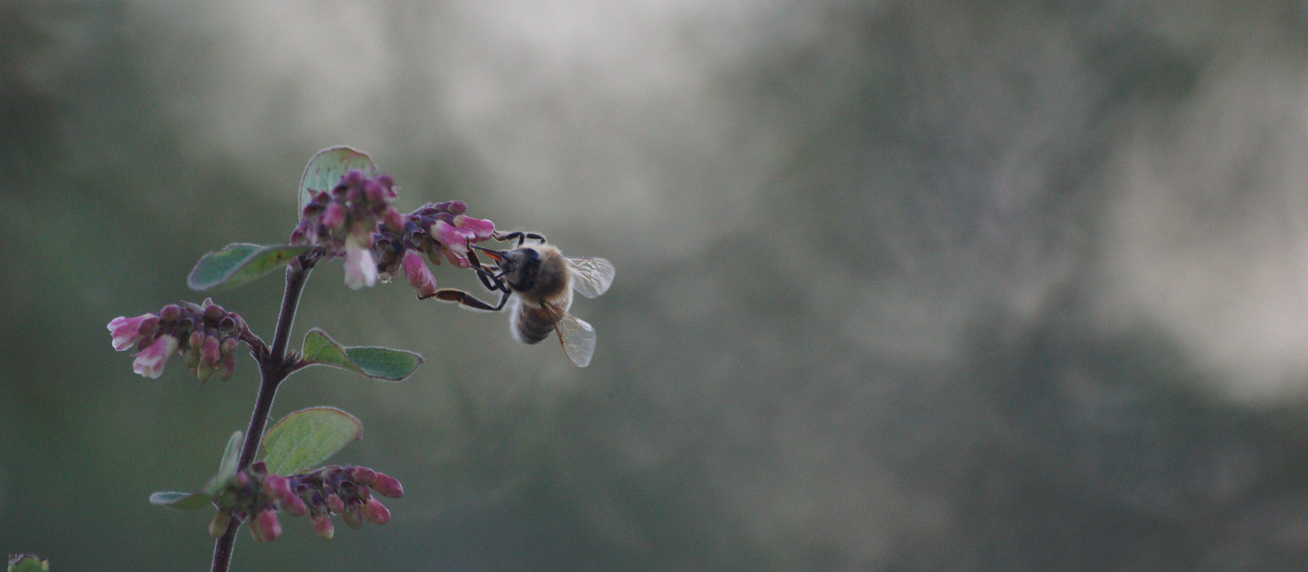 Eine Nahaufnahme einer Biene mit einem starken Bokeeh